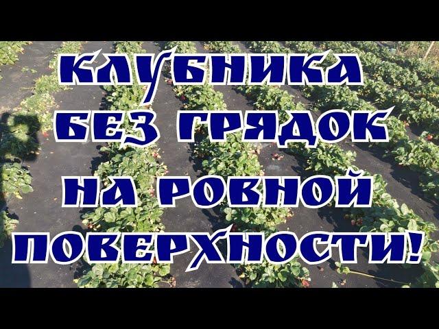 "КАК ПОСАДИТЬ КЛУБНИКУ НА АГРОСПАН, НЕ ИСПОЛЬЗУЯ ВЫСОКИЕ ГРЯДКИ! "