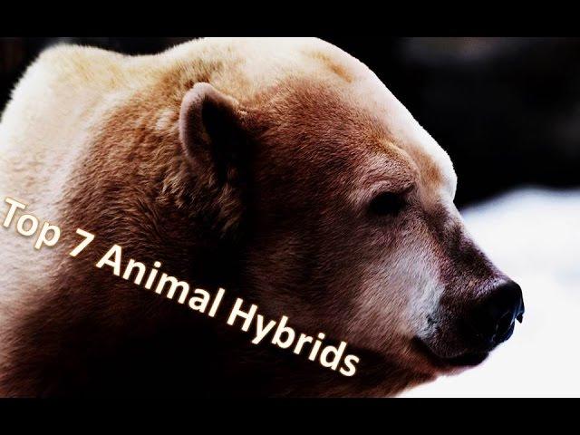 Top 7 Animal Hybrids