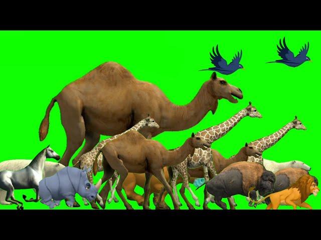 Animals green screen cartoons animal / Animal stampede green screen no copyright