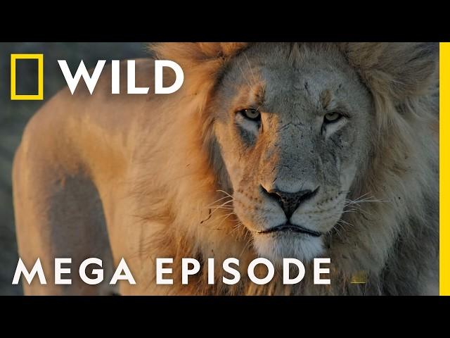 Savage Kingdom Season 4 MEGA EPISODE Compilation | Nat Geo Wild