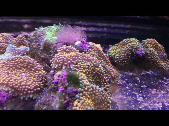 Premium Aquatics Corals - Labor Day Weekend 9-2-2017