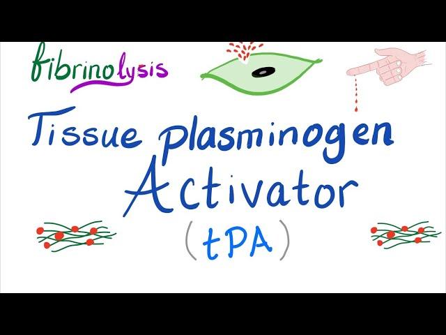 Tissue Plasminogen Activator (tPA)