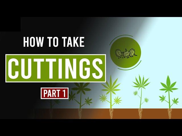 How to take Cannabis Cuttings -  Part 1