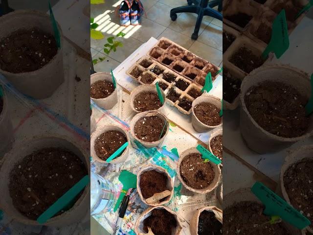 Garden Starts 6 weeks to planting #shortsfeed #garden #gardening