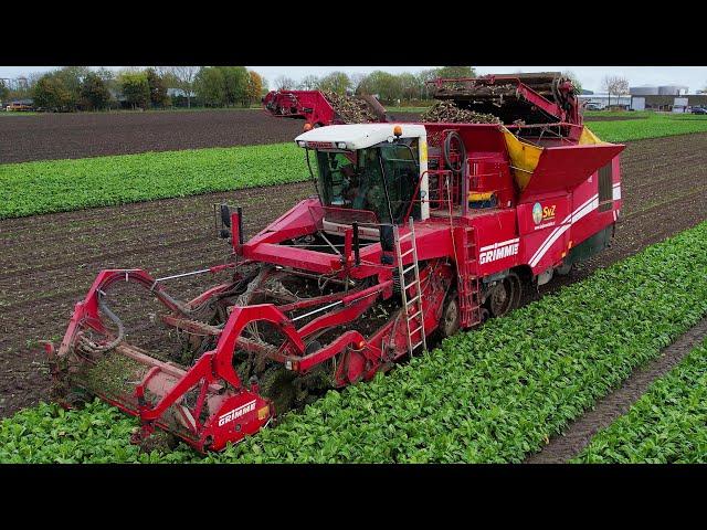 Witlofpennen rooien | Grimme Tectron 415 | Harvesting Chicory roots | Zichorienwurzeln ernten