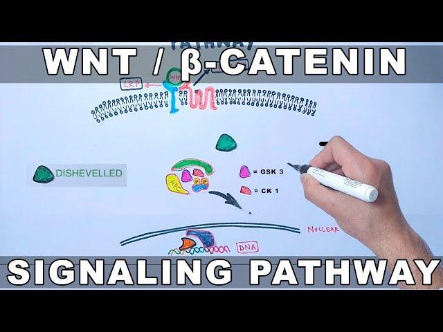 Wnt/β-Catenin Signaling Pathway