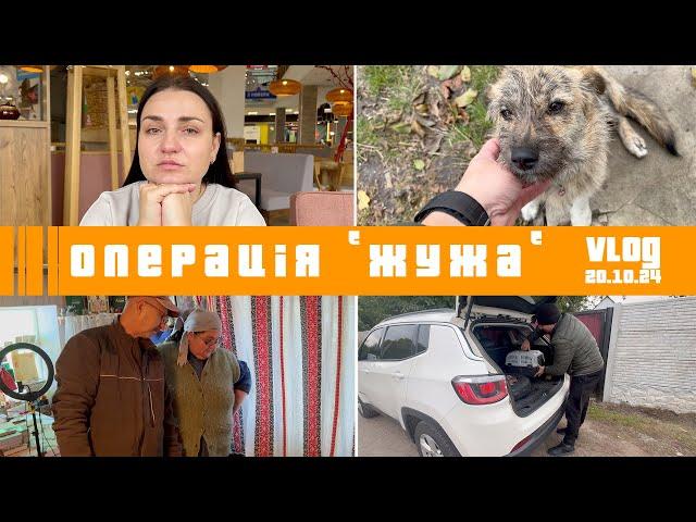 Операція "Жужа". Рятуємо безпритульну собачку. Стерелізація  ВЛОГ: 20.10.24