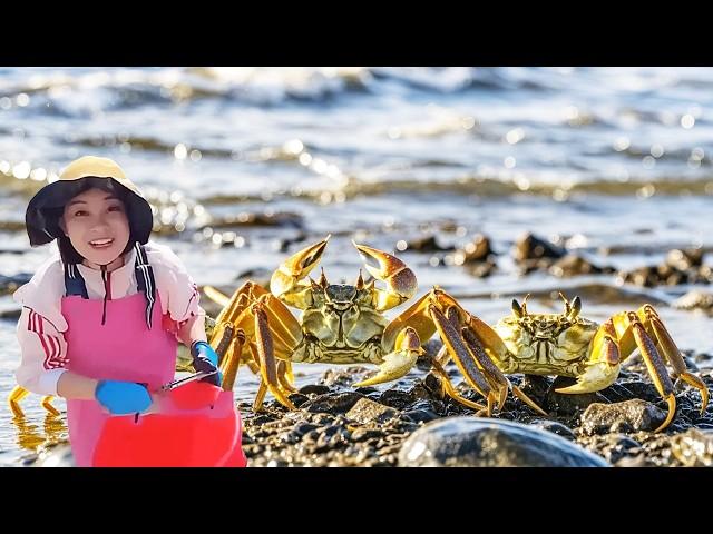 Small chapter catch the sea harvest! Rainbow abalone full basket