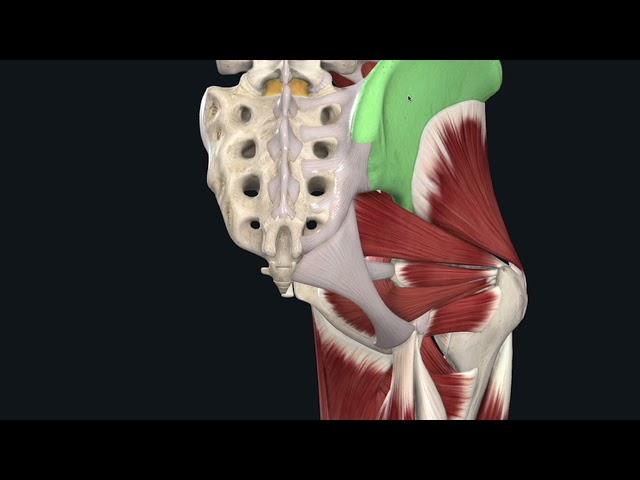 Hip functional anatomy for students