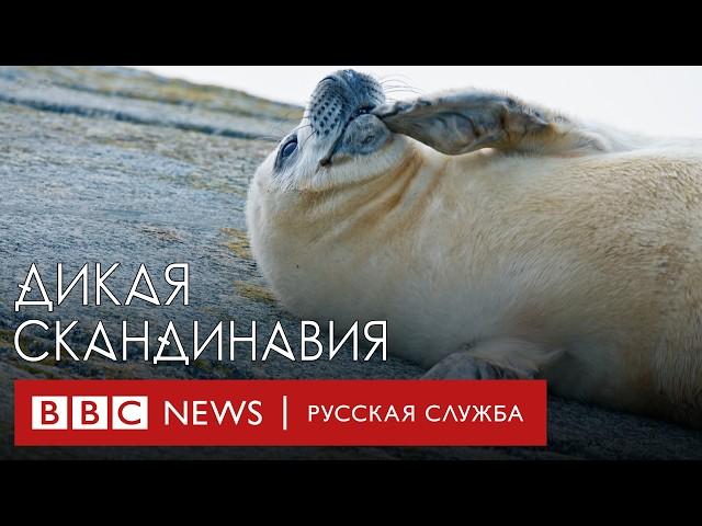 Потрясающие пейзажи, дикая природа и уникальная культура Скандинавии | Документальный фильм Би-би-си