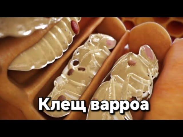 Важные этапы развития клеща Варроа