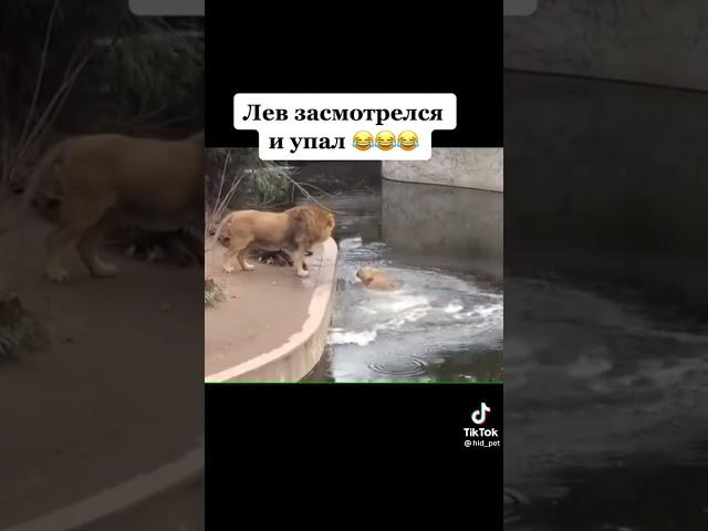 Засмотрелся на девок