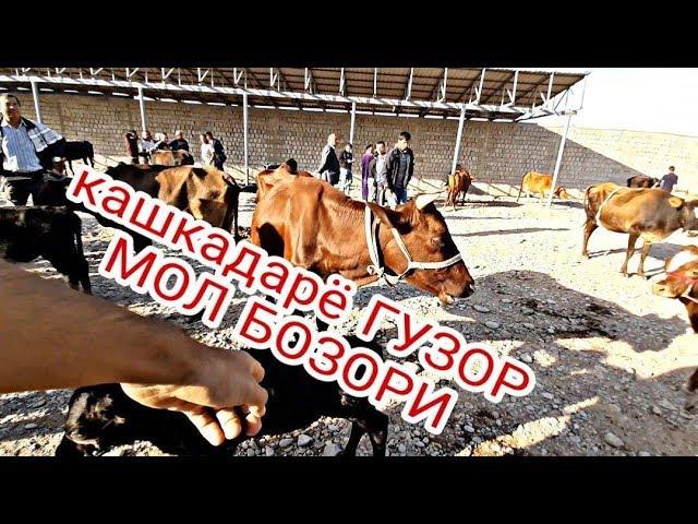 КАШКАДАРЁ ГУЗОР МОЛ БОЗОРИ