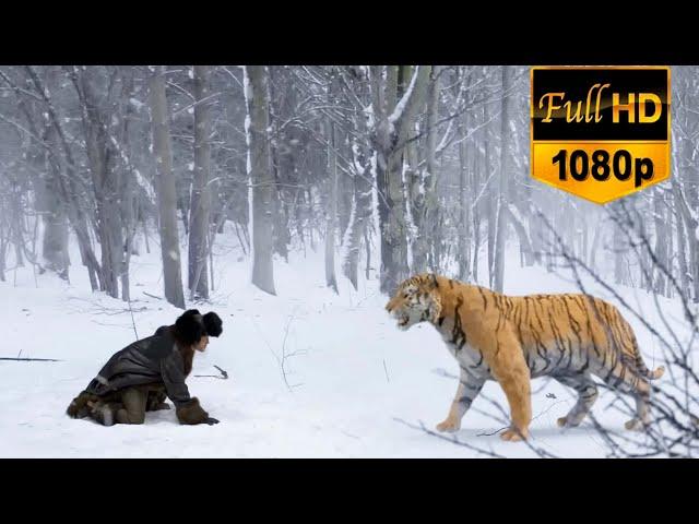 Tiger attacks, Kung Fu boy kills it with bare hands