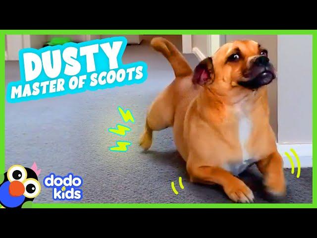 This Little Dog Just Won't Stop Scooting | Dodo Kids