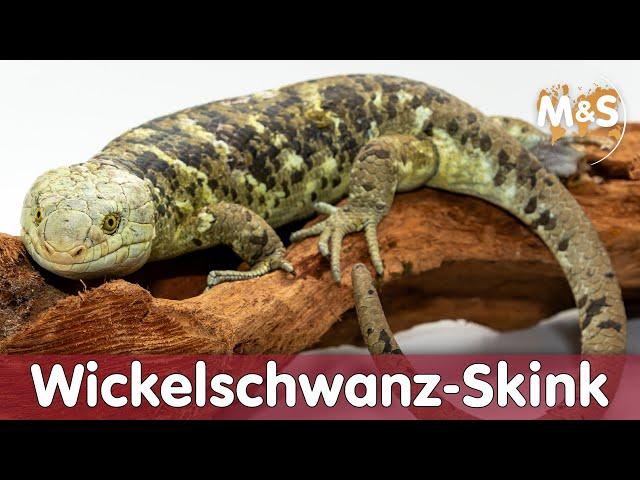 Wickelschwanz-Skink | Corucia zebrata ️