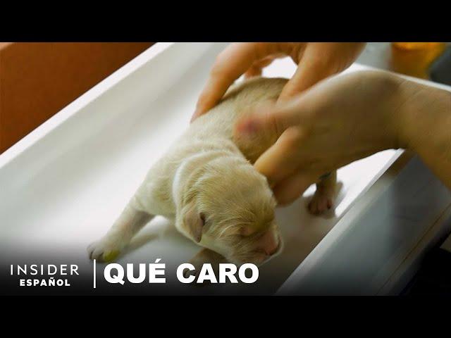 Por qué son tan caros los cachorros criados y adiestrados para ser guías | Qué caro