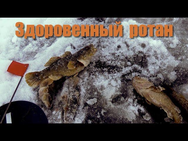 Здоровенный Ротан | Первый лёд