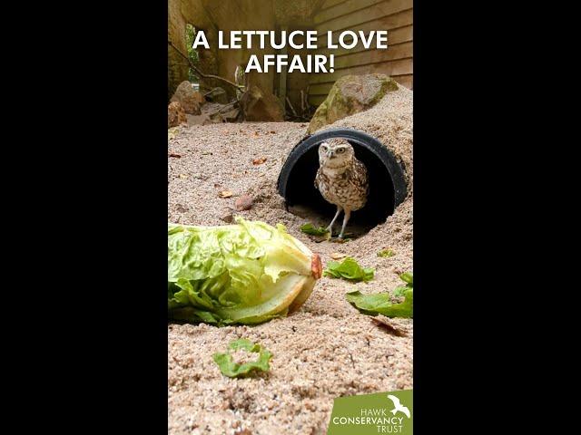 A lettuce love affair!