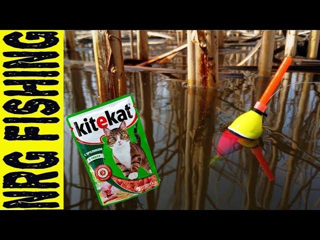 I catch carp at the Kitekat!!! | who would have thought!?!?