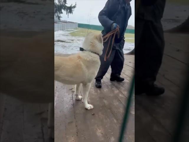  Наш грозный САО Архат ищет дом и службу! Пост под видео #dog #алабай #animals #doglover