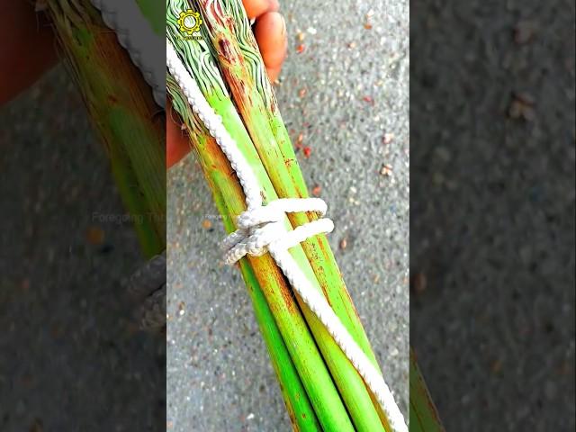 Unbelievable Knot Technique for Tying Vegetables – Xing Shu's Practical Method