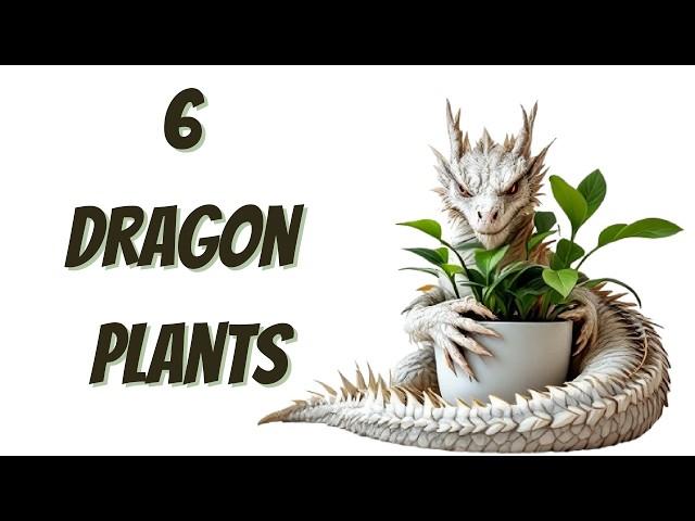 6(ish) Dragon Plants That Will Make Your Home MAGICAL! 