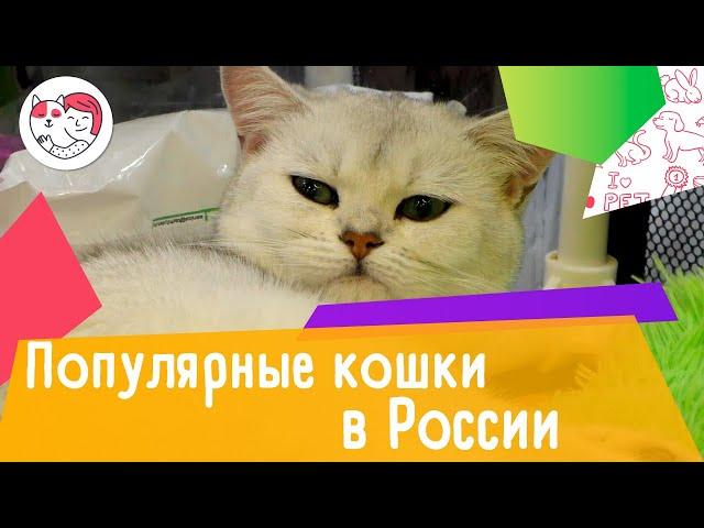 5 самых популярных пород кошек в России