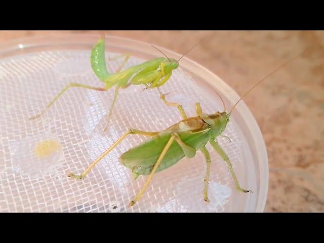 Богомол vs Кузнечик (Mantis vs Katydid).