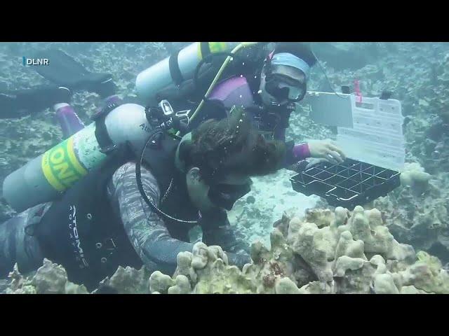 Spearfishing community targets invasive species off Hawaii Island