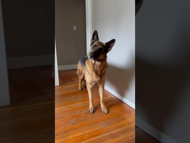 An interview with Remy #cutedog #germanshepherd #dog #gsd