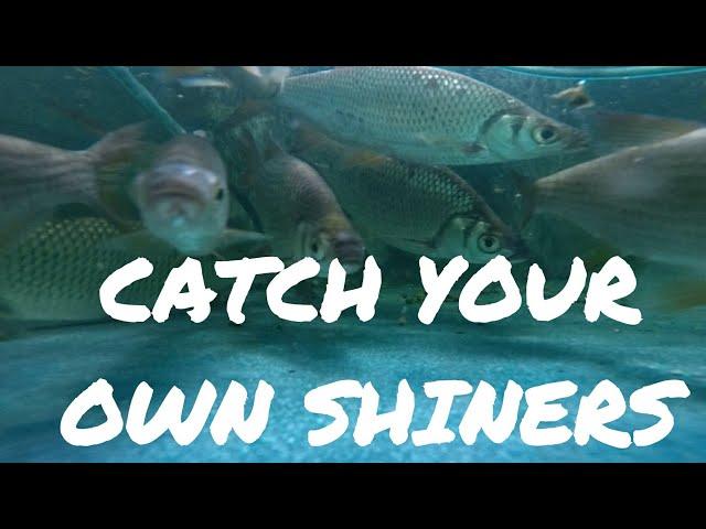 How to Catch Wild Shiners