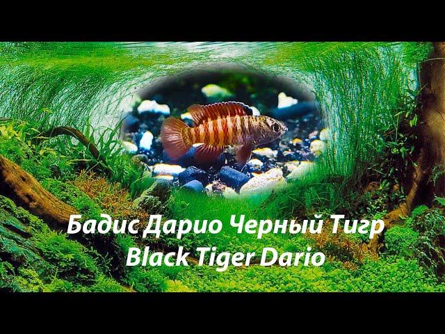 Дарио тигровый / Black Tiger Dario/ Dario tigris