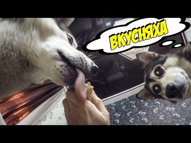 Собака ест мороженое | Dog eating ice cream