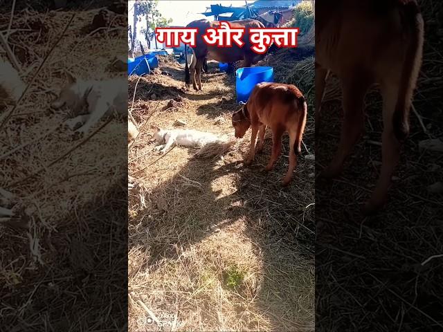 Cow and ‍⬛dog are friend ️#youtube #cow #dog #friendship #trending