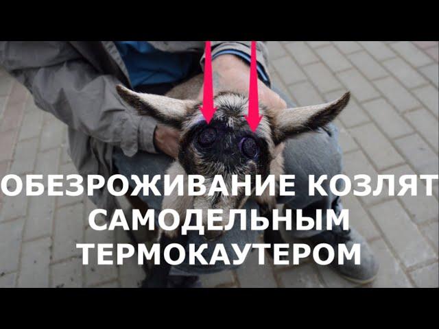 Обезроживание козлят термокаутером