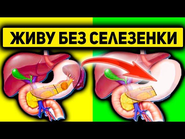 Можно ли жить без селезенки и как? Значение и функции селезенки человека