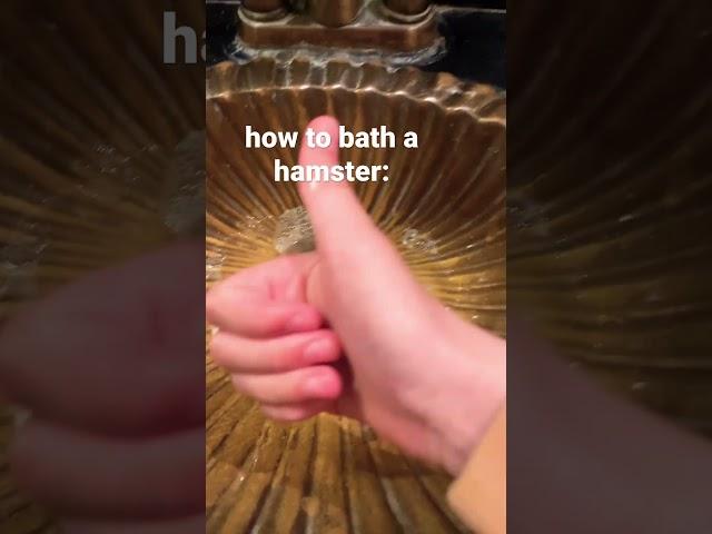 how to bathe your hamster #funny #cute #hamsters #sandbath