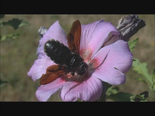 Violet Carpenter Bee Xylocopa violacea females collecting Hibiscus pollen, La Romieu, France