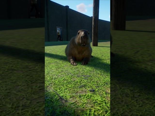 Capybara Animations | Planet Zoo