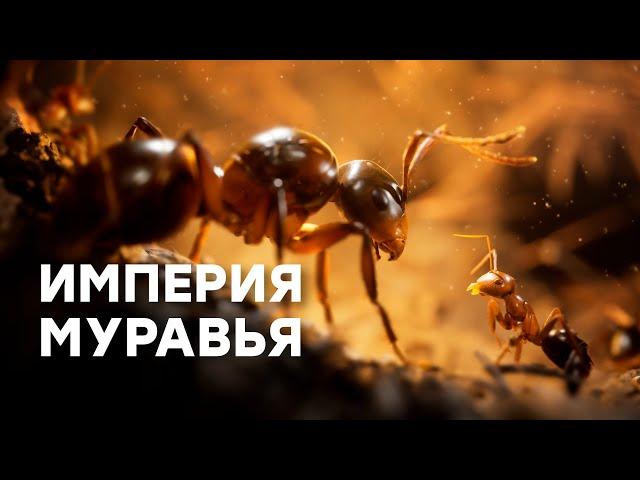 [СТРИМ] Я, муравей. Empire of the Ants