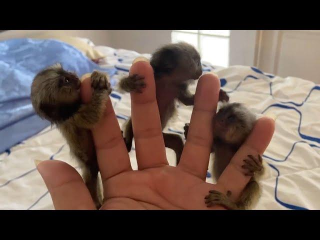 Adorable Finger Marmoset Monkey