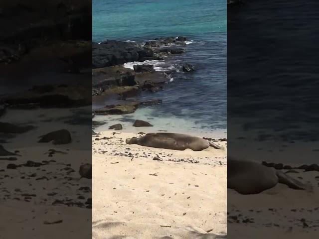 Lazy Seal  #seal #hawaii #seaanimals