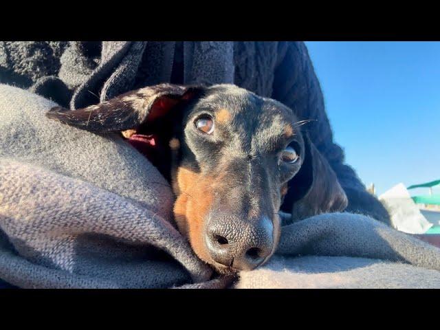 MINI DACHSHUND DISCOVERS HIS NEW ENVIRONMENT