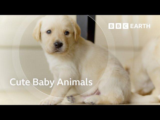 Exploring the Adorable World of Baby Animals | BBC Earth