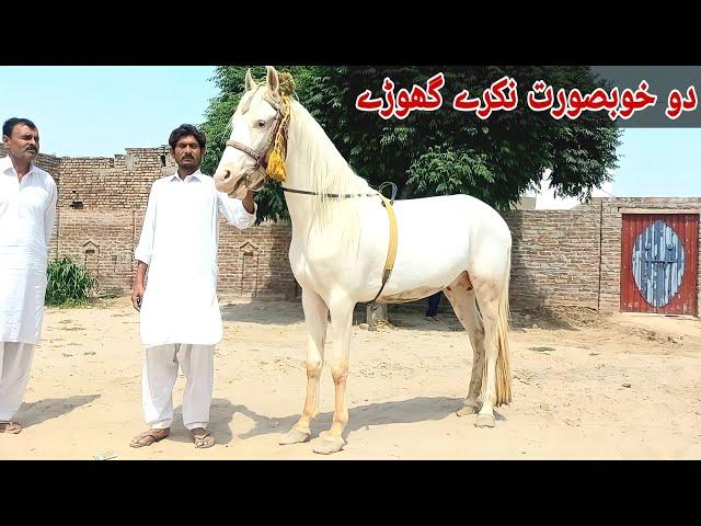 Nukra ghora |Most Beautiful horses for sale