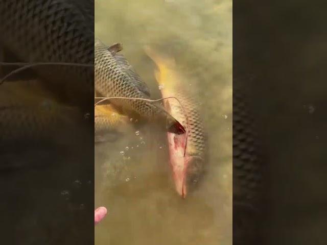 Осень . Рыбалка в Астрахани .#астрахань #астраханскаяобласть #fishing #reels