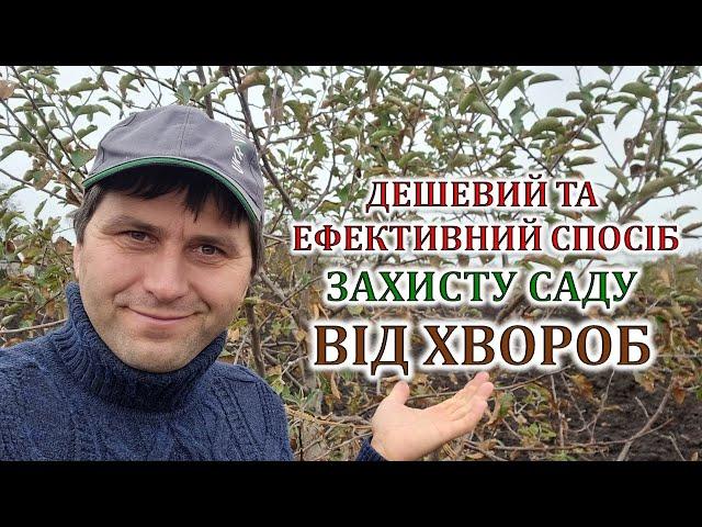 Дешевий та ефективний спосіб захисту саду від хвороб