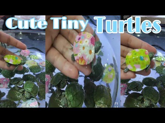 Super Tiny cute little Turtles|zhel mhar|