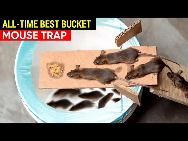 Best Mouse Trap Bucket All-Time | Rat Trap Homemade | How to set a Mousetrap